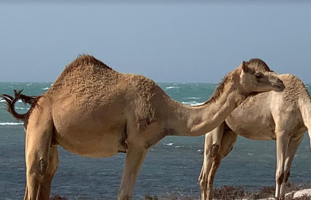 شاطئ ام باب في قطر